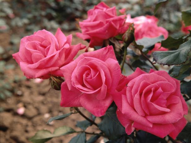 Add A Single Scented Rose
